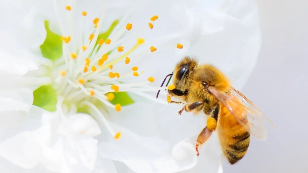 peenise suurendamine mesilase nõelamisega