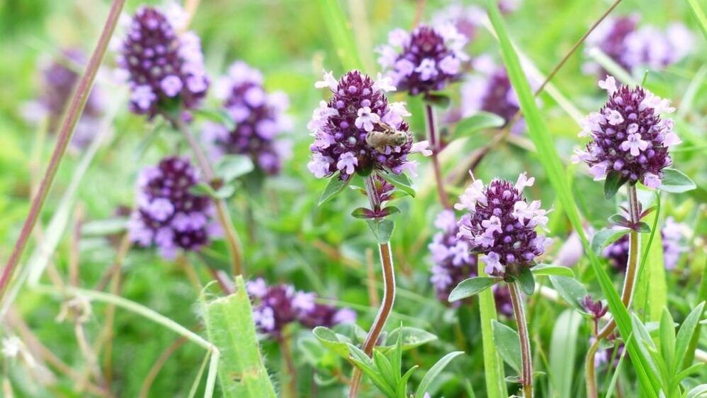 tüümiani ürt peenise suurendamiseks